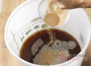 啤酒酵母 被低估的營養寶庫，不止于緩解口腔潰瘍